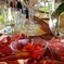 Private Organic Winery Tour and Tasting with Olive Oil, Lunch or Dinner