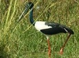 Day Trip to Bird Sanctuary Bharatpur from Agra