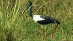 Day Trip to Bird Sanctuary Bharatpur from Agra