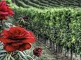 Private Tour to Siena and Montalcino from Florence