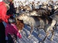 Reindeer visit, and Sami Culture Including Lunch from Tromso