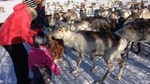 Reindeer visit, and Sami Culture Including Lunch from Tromso