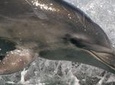 Wildlife Island Sanctuary (Motuara ) and Dolphin Cruise from Picton