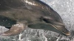 Wildlife Island Sanctuary (Motuara ) and Dolphin Cruise from Picton