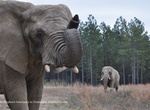 Visit The Elephant Sanctuary in Tennessee