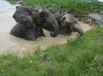 Visit The Elephant Sanctuary Plettenberg Bay, South Africa