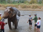 Volunteer at an Elephant Sanctuary 
