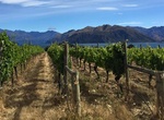 Wine Tasting in Wanaka Wine Region, New Zealand