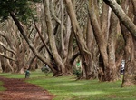 Explore Cornwall Park, Auckland, New Zealand