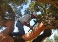 Cork Forest Safari
