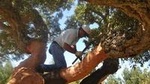 Cork Forest Safari