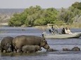 Chobe Extended Day Trip from Victoria Falls