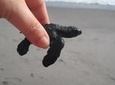 Coyuca Lagoon Tour in Acapulco Lunch & Boat Ride
