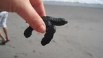 Coyuca Lagoon Tour in Acapulco Lunch & Boat Ride