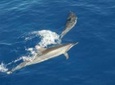 Dolphin Watch Cruise with Snorkeling to Shell Key