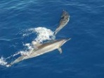 Dolphin Watch Cruise with Snorkeling to Shell Key