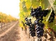 Niagara Wine Tour and Tastings with Transport