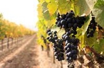 Niagara Wine Tour and Tastings with Transport