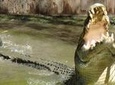 Hartley's Crocodile Adventures Wildlife Encounter Day Trip from Cairns