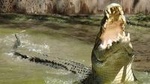 Hartley's Crocodile Adventures Wildlife Encounter Day Trip from Cairns