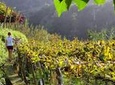 Full-Day Madeira Wine Tasting Tour with Lunch