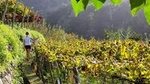 Full-Day Madeira Wine Tasting Tour with Lunch