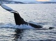 Fjord Cruise with Arctic Wildlife Sightings from Tromso