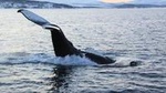 Fjord Cruise with Arctic Wildlife Sightings from Tromso