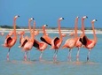 Private Tour: Pink Flamingos, - Maya Temples, Ek Balam 