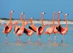 Private Tour: Pink Flamingos, - Maya Temples, Ek Balam 