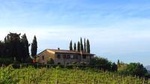 Private San Gimignano Winery Tour with Wine and Olive Oil Tasting