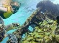 Reef and Shipwreck Snorkeling Tour in Cancun