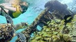 Reef and Shipwreck Snorkeling Tour in Cancun