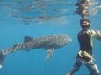 Snorkeling at Catalina Islands & North Island - CR