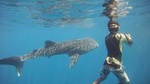 Snorkeling at Catalina Islands & North Island - CR