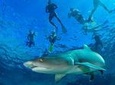 Ultimate Snorkel with Sharks Encounter in Fiji