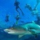 Ultimate Snorkel with Sharks Encounter in Fiji