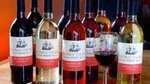 Wine and Wine Jelly-Sauce Tasting on Plymouth Bay