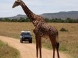 3-Day Sweetwaters: Ol Pejeta Conservancy Safari from Nairobi