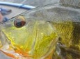 Peacock Bass Fishing Trips Near Miami Florida