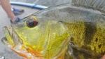 Peacock Bass Fishing Trips Near Miami Florida