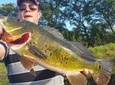 All Day Peacock Bass Fishing Trip near Key Largo