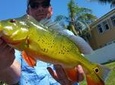Peacock Bass Fishing Trip near Palm Beach