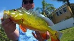 Peacock Bass Fishing Trip near Palm Beach