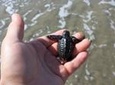 Acapulco 6-Hours City Tour: Divers, Chapel of Peace and Baby Turtle Release