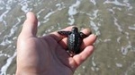 Acapulco 6-Hours City Tour: Divers, Chapel of Peace and Baby Turtle Release