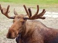 Glaciers and Wildlife: Super Scenic Day Tour from Anchorage