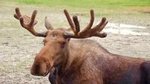 Glaciers and Wildlife: Super Scenic Day Tour from Anchorage