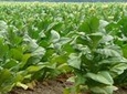 Tobacco Route Full Day Tour from Salta