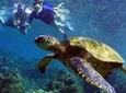 Kayak and Turtle Reef Snorkel at Olowalu